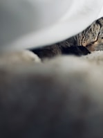 A close-up of a cat softly resting on a cozy blanket by a window.