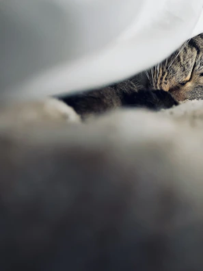 Close-up of a cat comfortably resting on a soft blanket during a behavioural assessment.