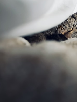 A close-up of a cat softly resting on a cozy blanket by a window.