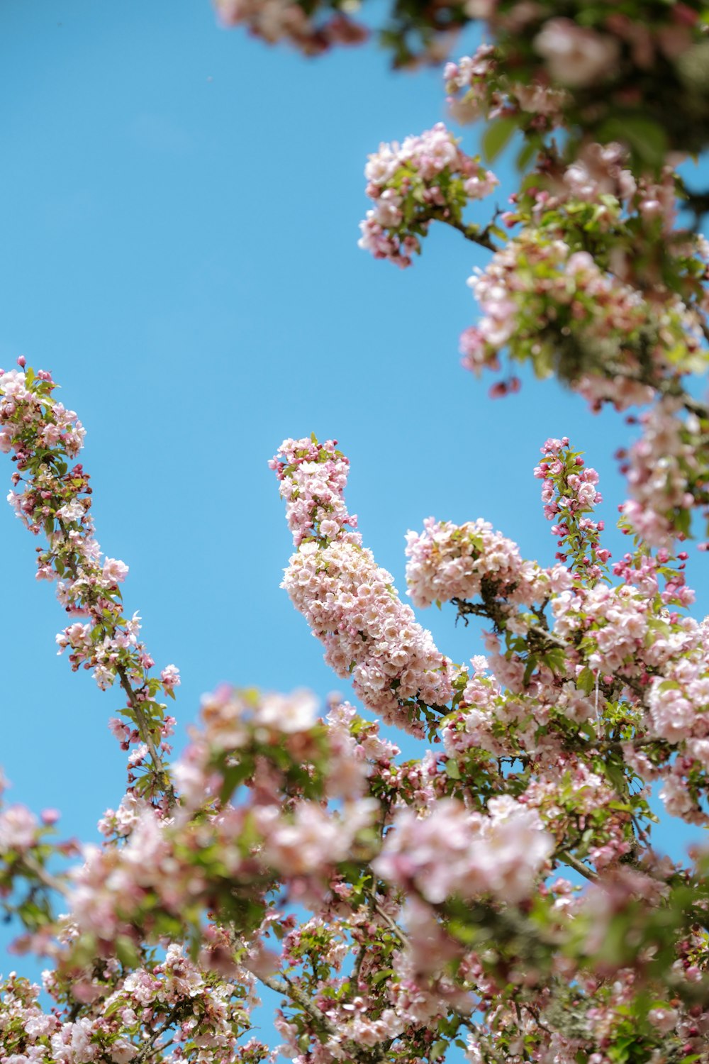 a bird sitting on top of a tree filled with pink flowers
