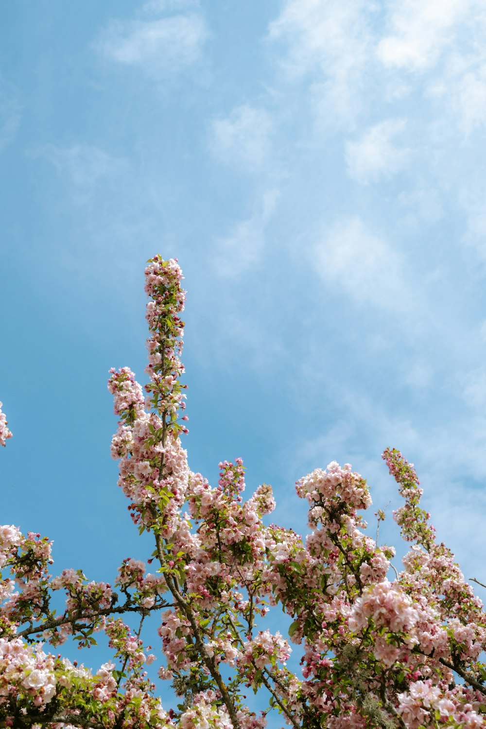 pink flowers blooming on a tree with a blue sky in the background