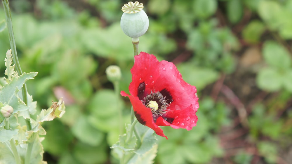 a close up of a red flower with green leaves in the background