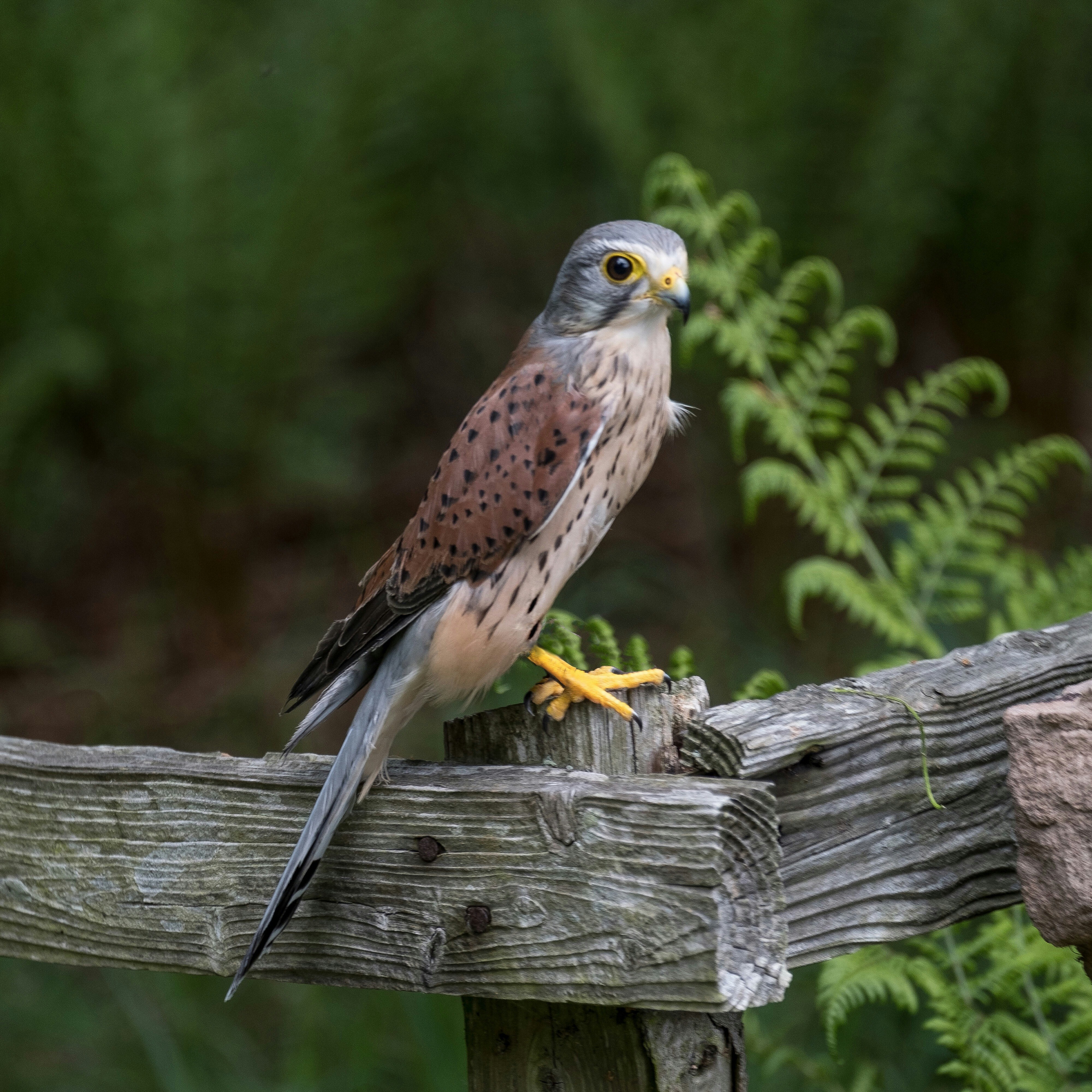 a bird of prey sitting on a wooden post