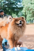 a brown dog standing on top of a wooden bench