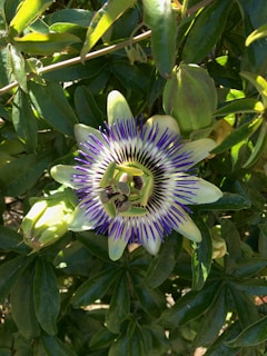 A vibrant passionflower with intricate purple and white petals surrounded by lush green leaves. The flower's center has unique patterns and structures, giving it an exotic appearance. Nearby, unopened buds are visible among the dense foliage.