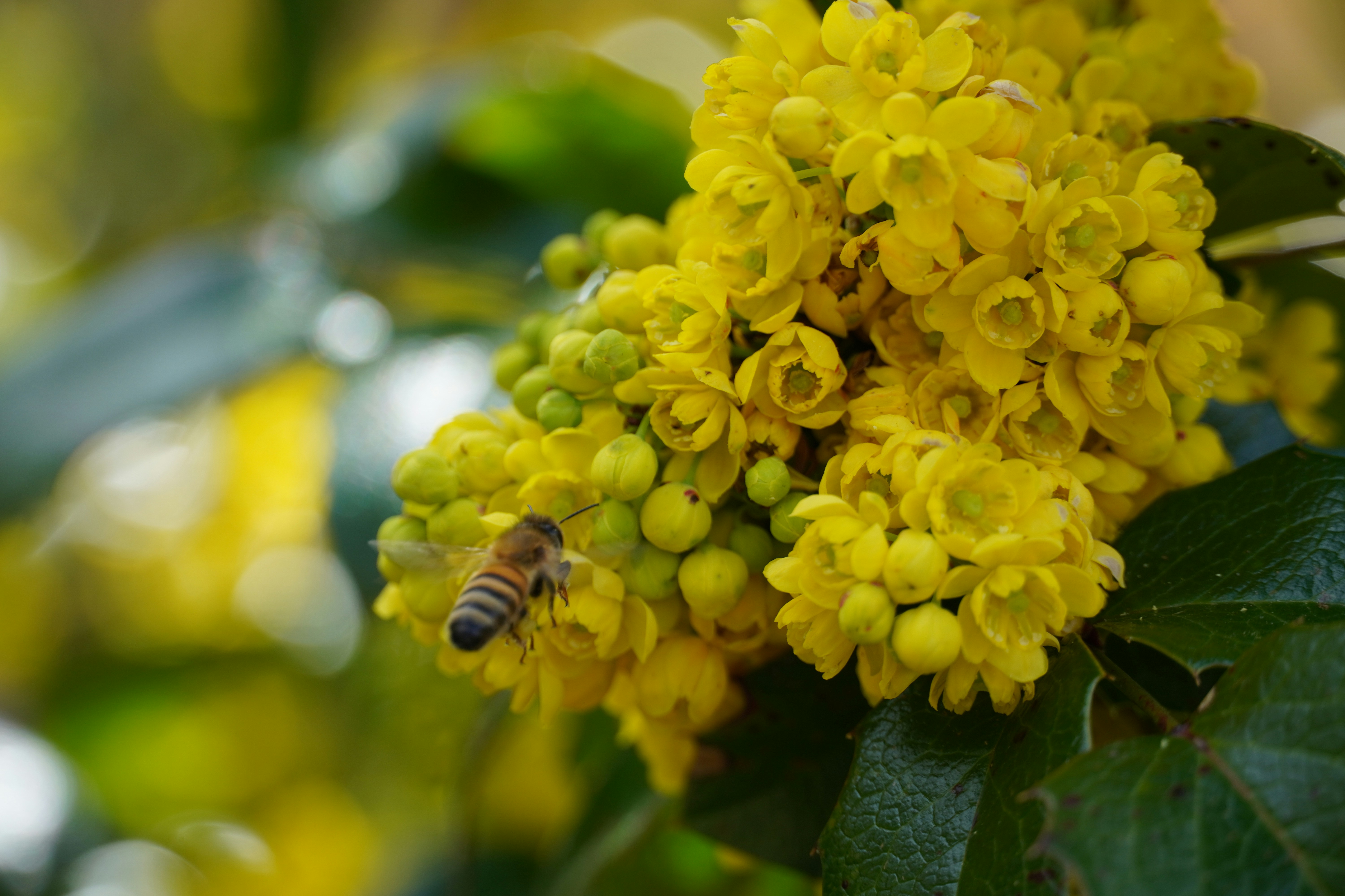 a close up of a yellow flower with a bee on it