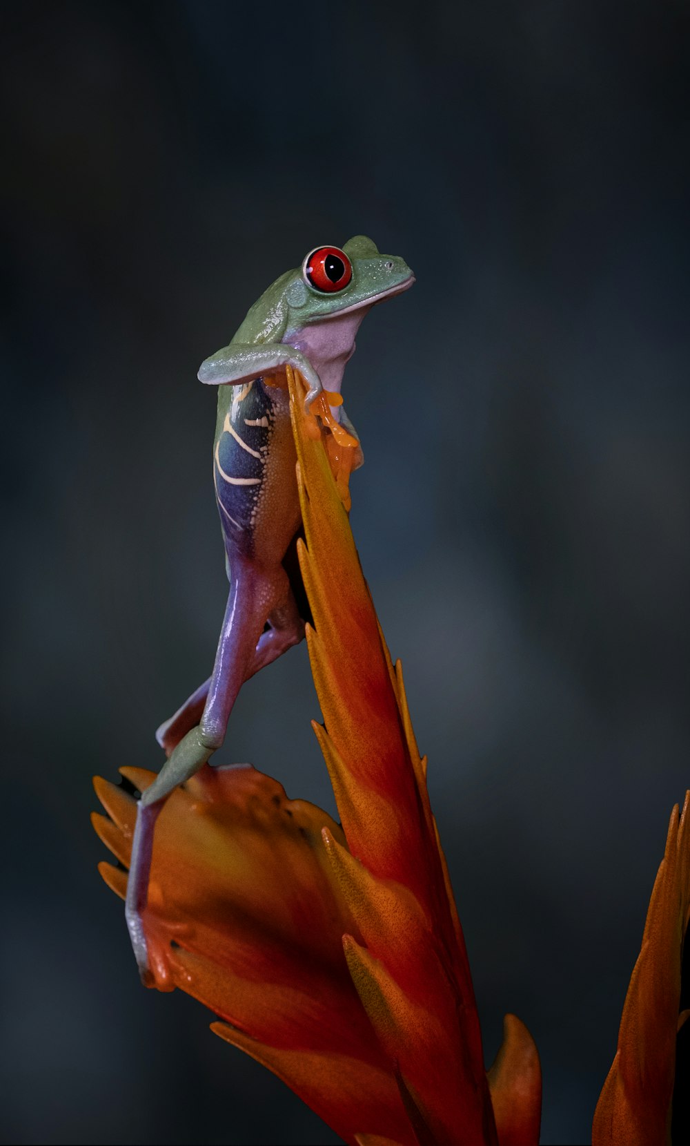 a frog sitting on top of a flower