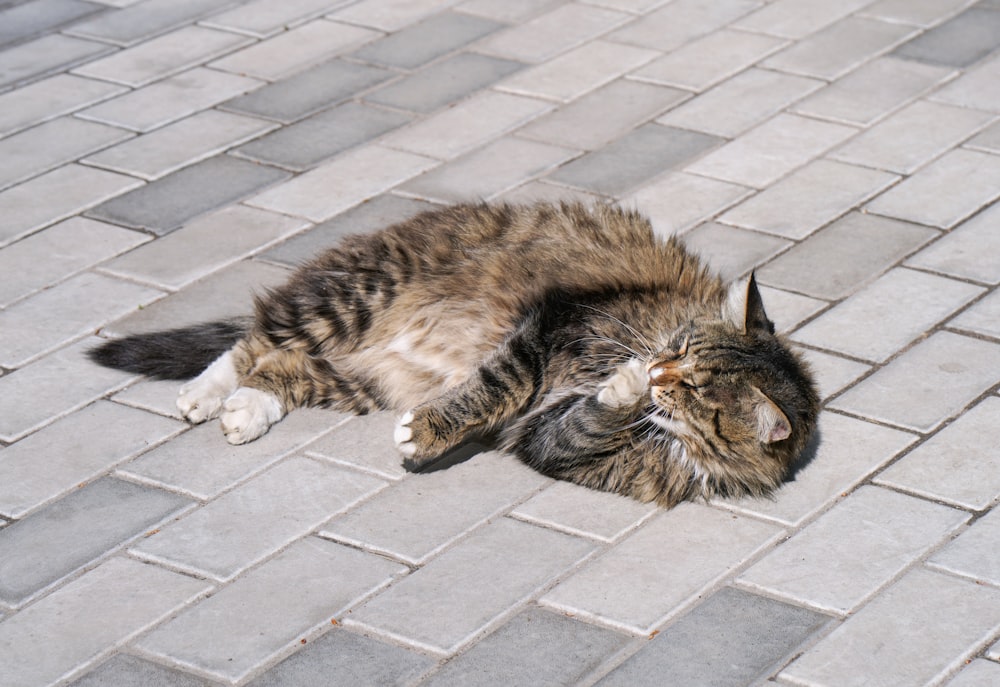 a cat that is laying down on the ground