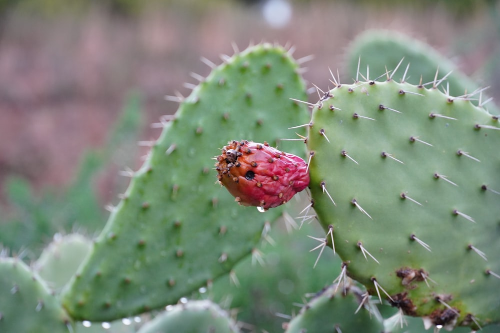 a close up of a cactus with a red flower