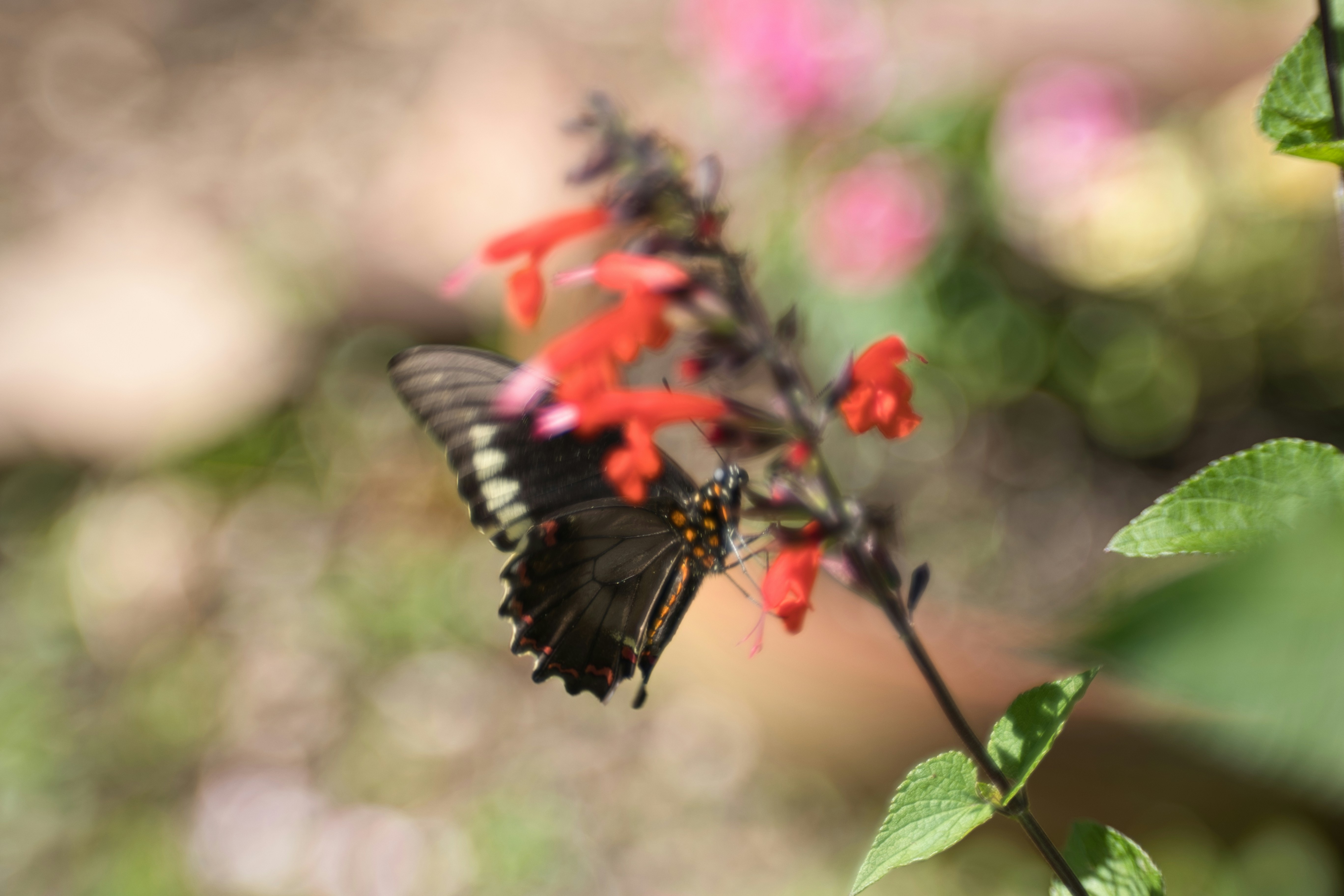 Photo by thephotochad