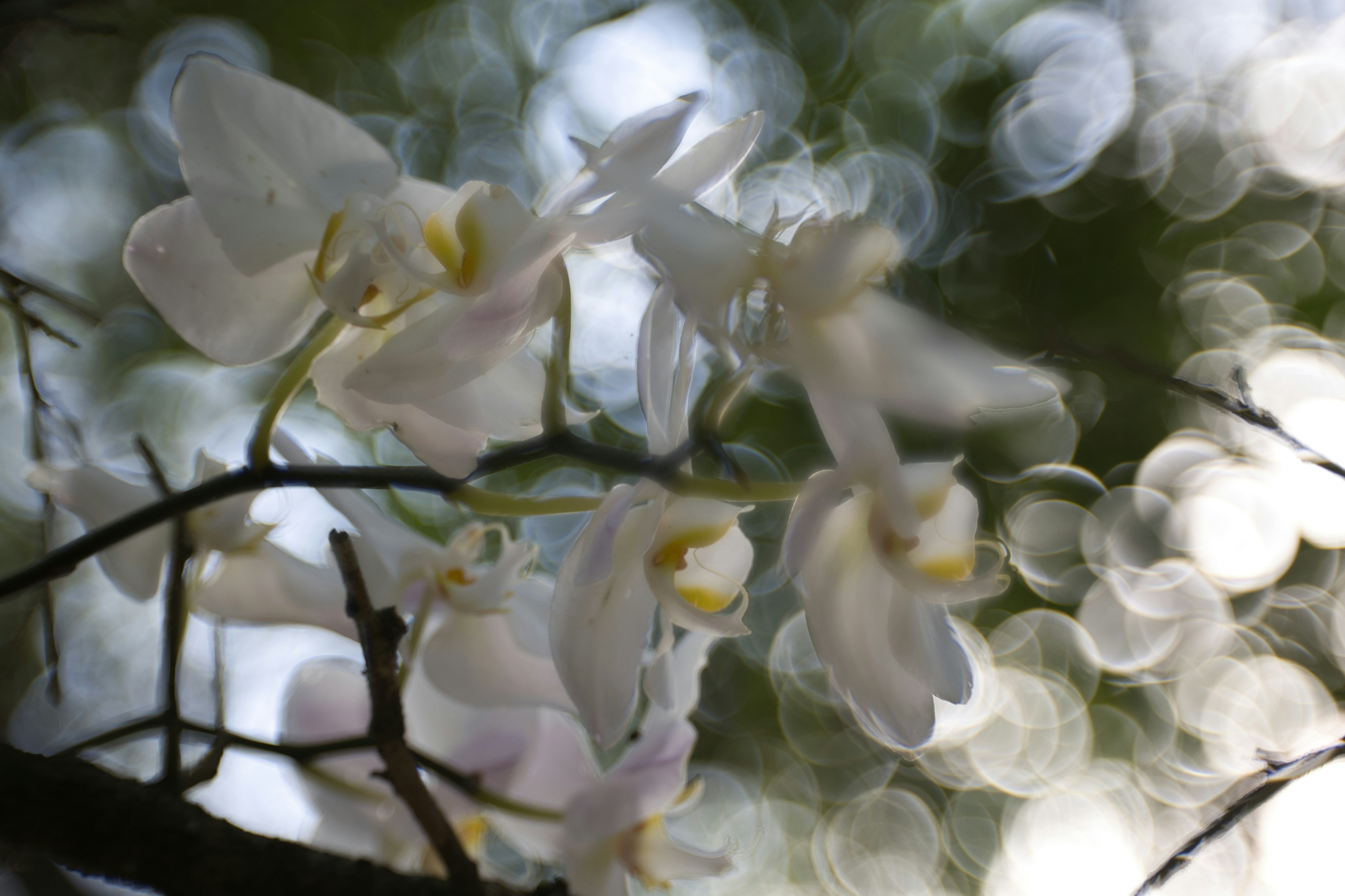 Photo by thephotochad