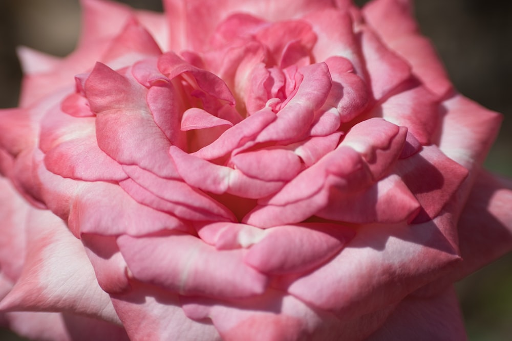 a close up of a pink rose flower