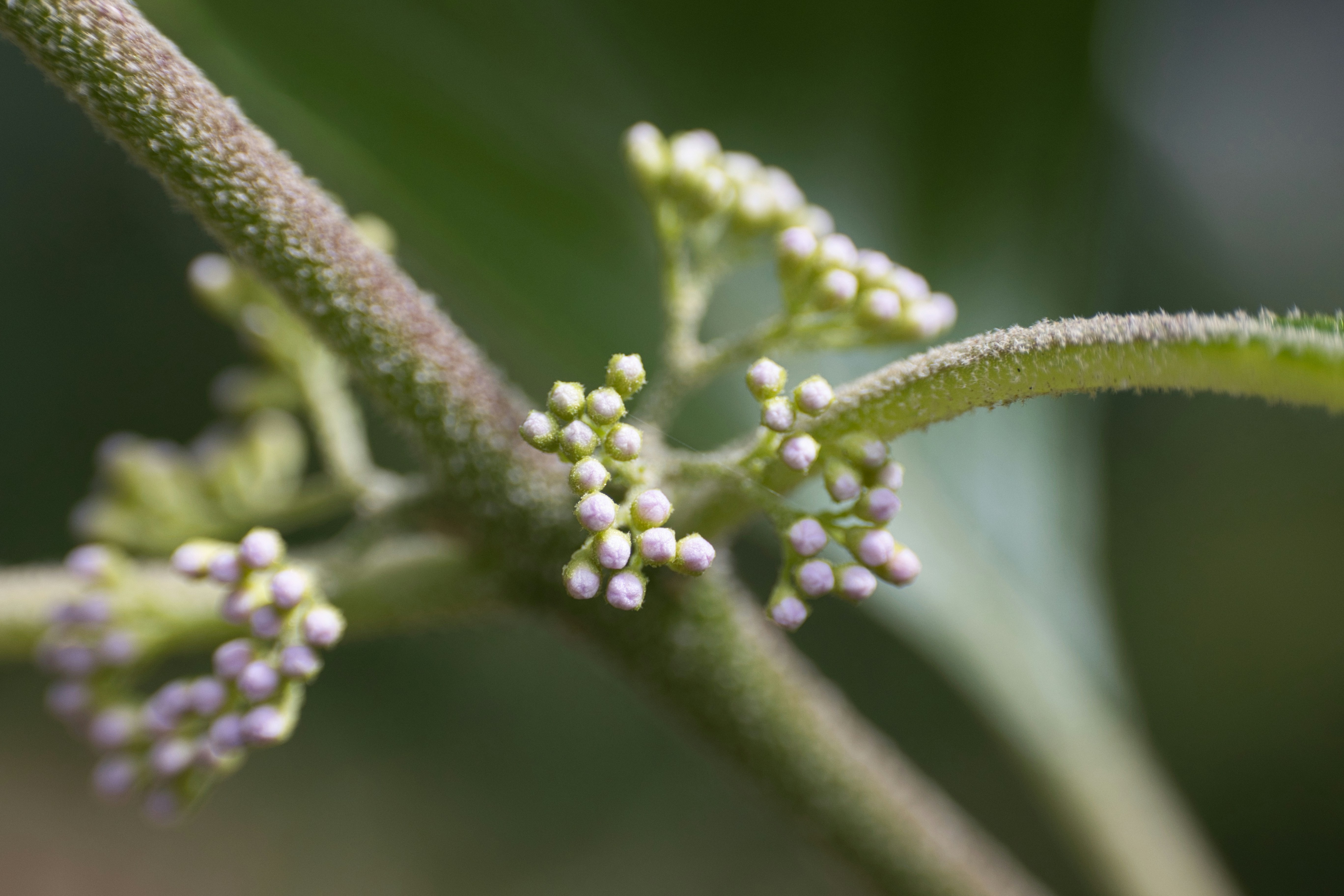 photo-1683483590056-0f7024f4b342?ixid=M3wxMjA3fDB8MXxzZWFyY2h8MTF8fGJhdGlkb3MlMjBoZXJiYWxpZmV8ZW58MHx8fHwxNzU5MjkzNzU0fDA\u0026ixlib=rb-4.1.0