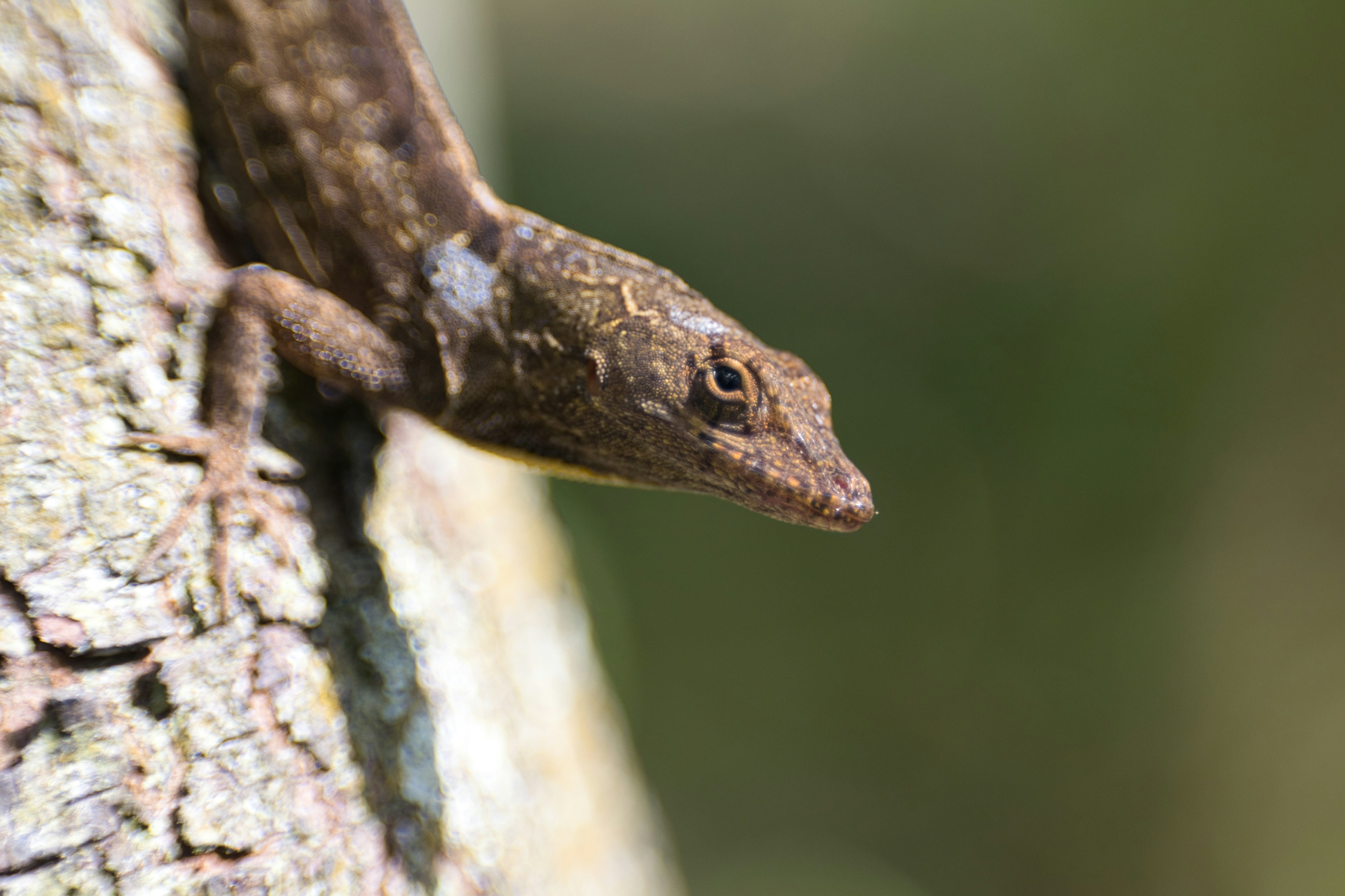 Photo by thephotochad