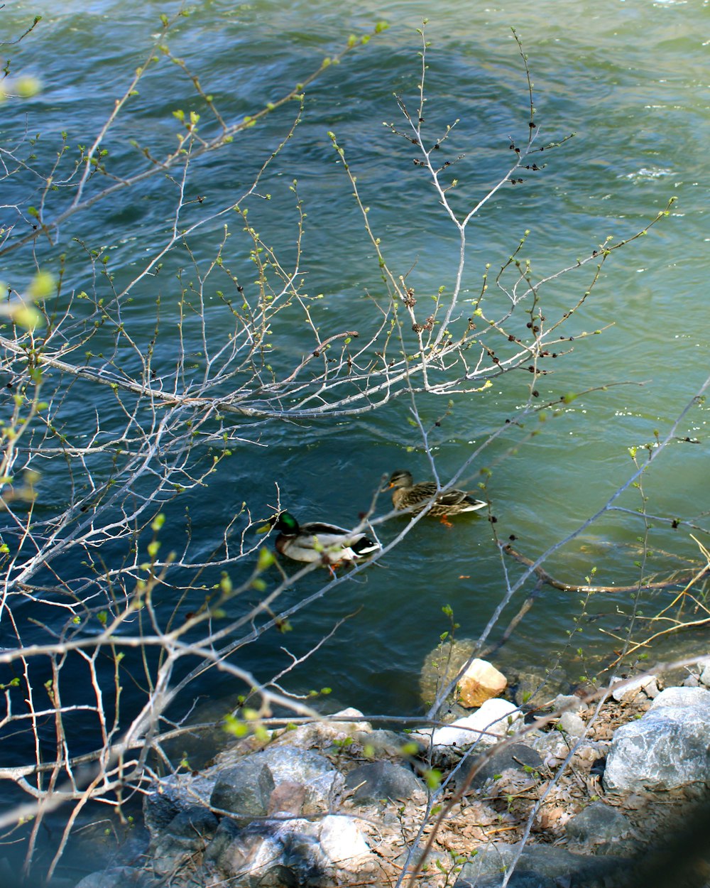 a couple of ducks swimming in a river