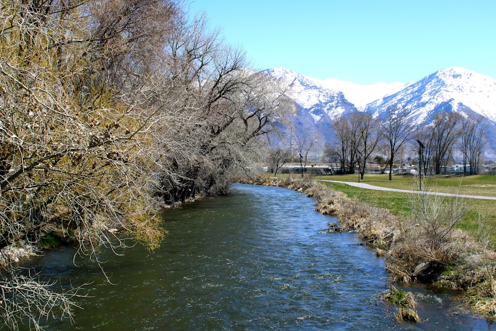 a river running through a lush green park