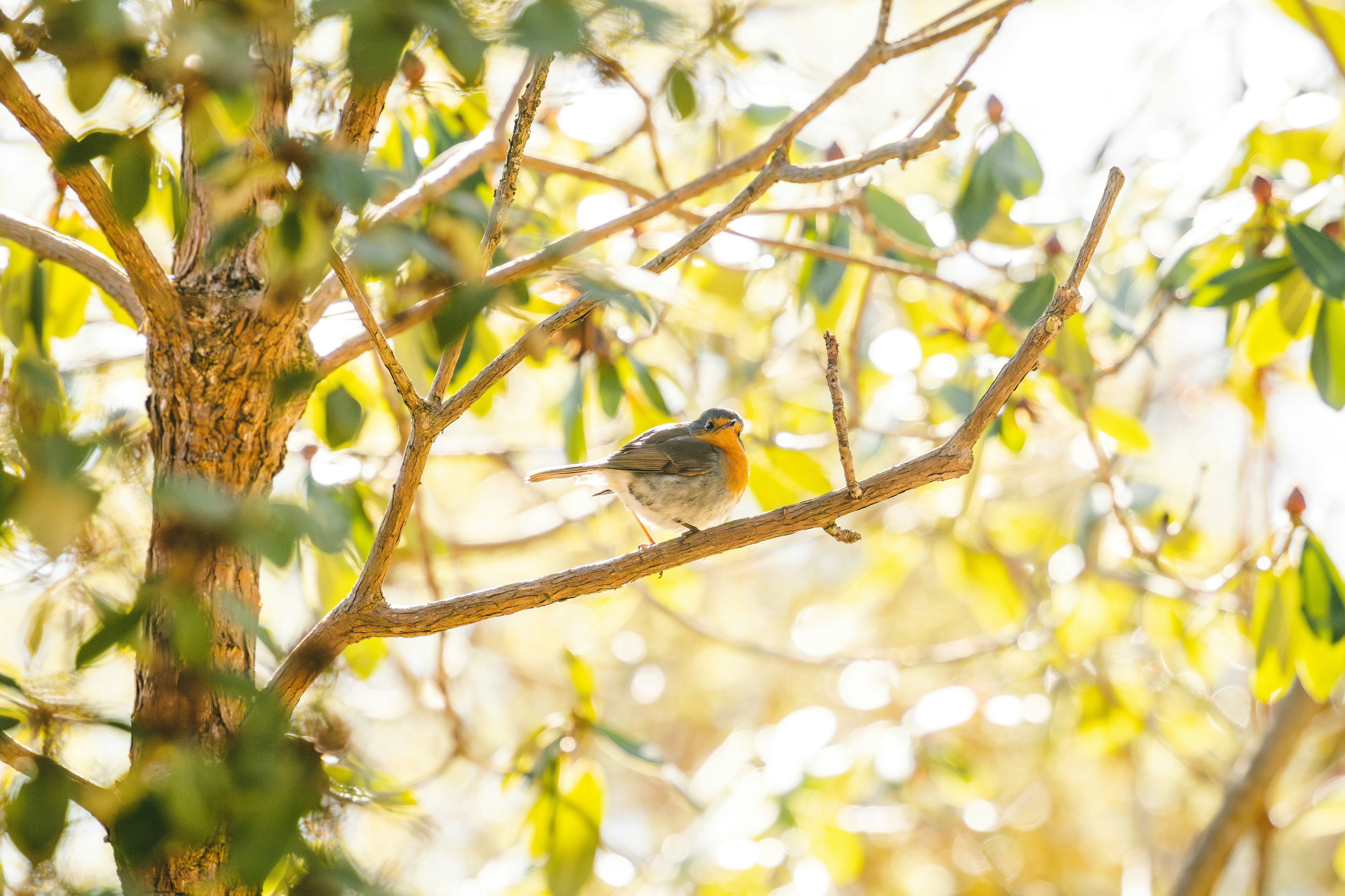 Photo by raedkasrawani