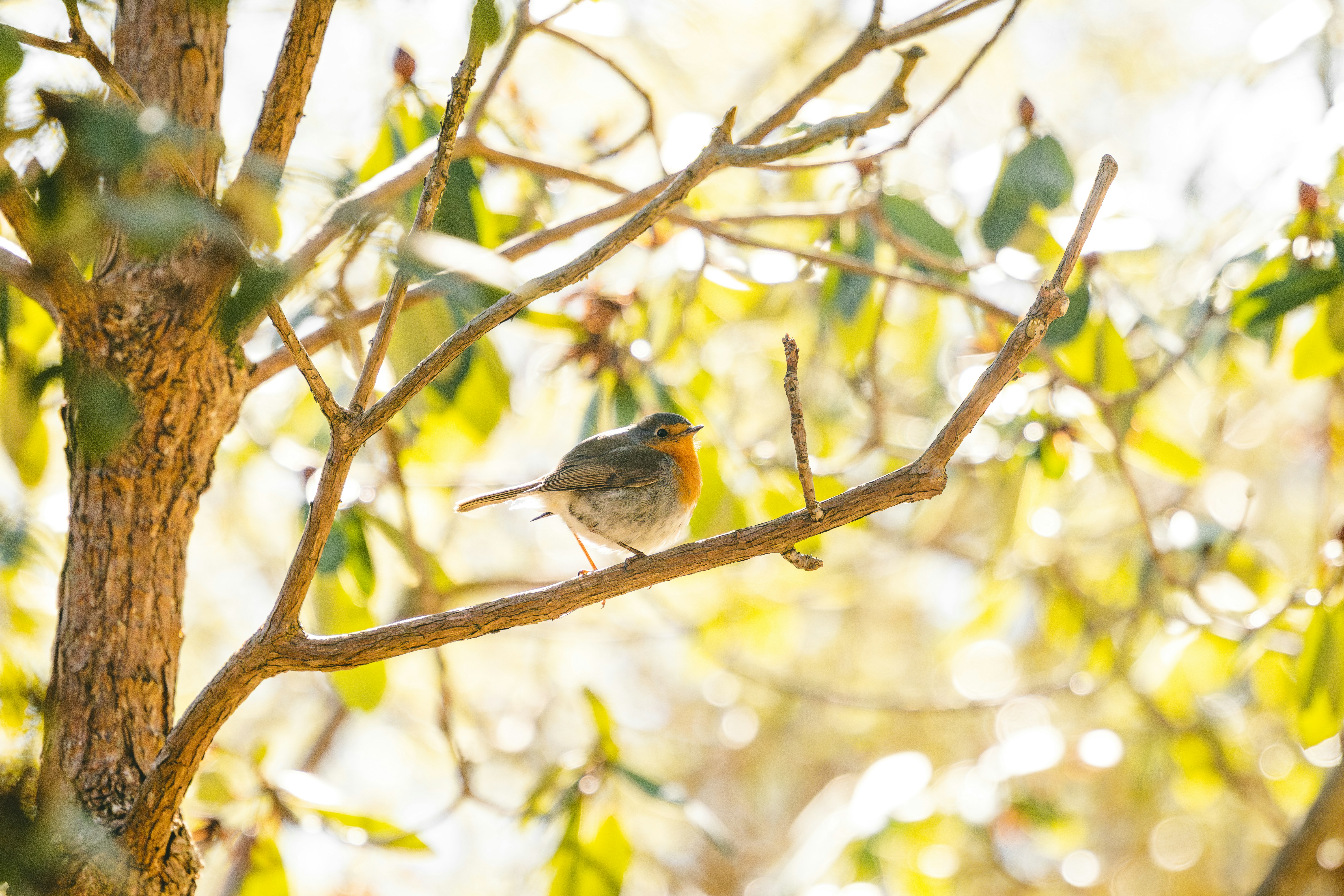 Photo by raedkasrawani