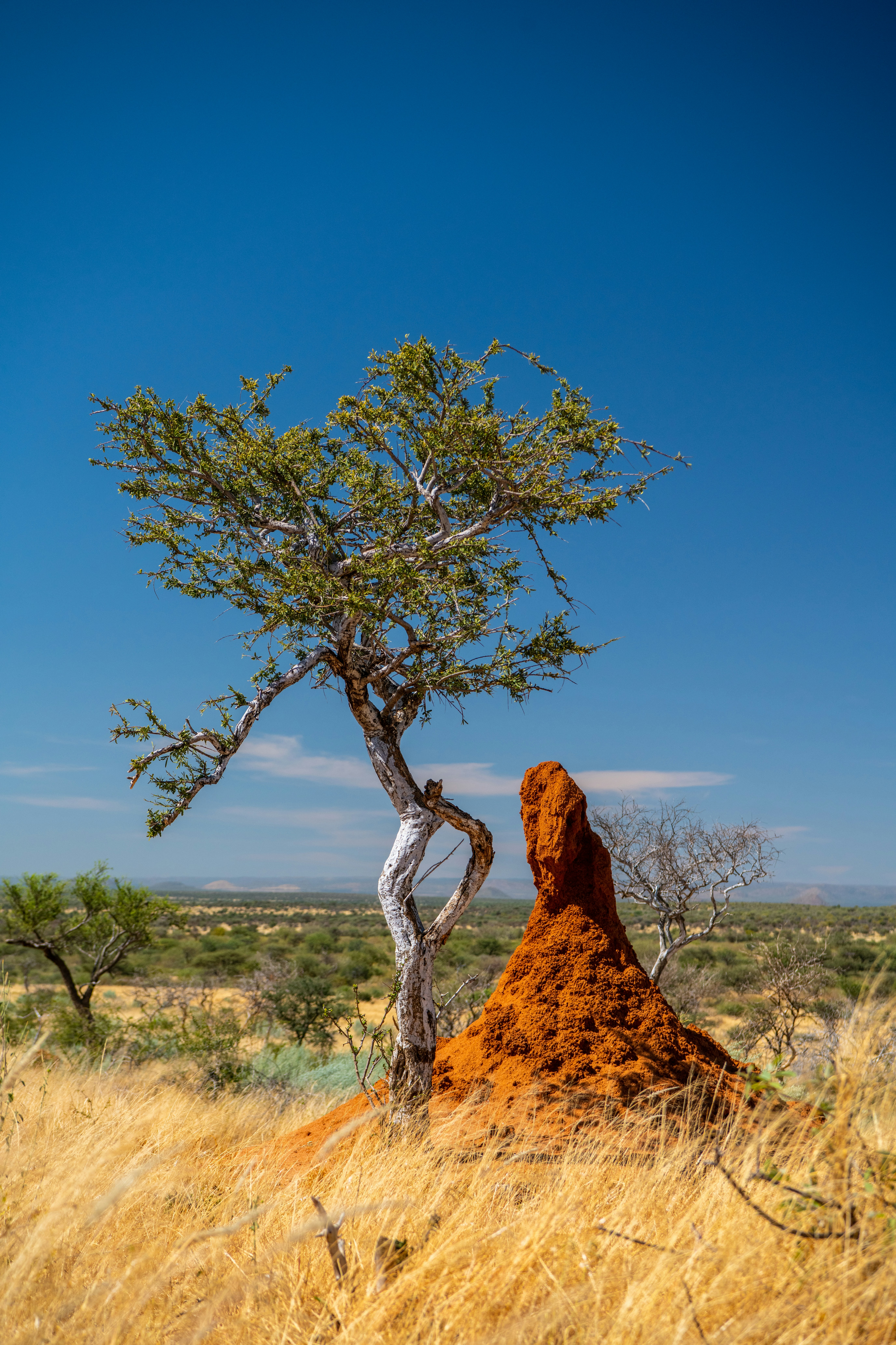 a tree that is standing in the grass