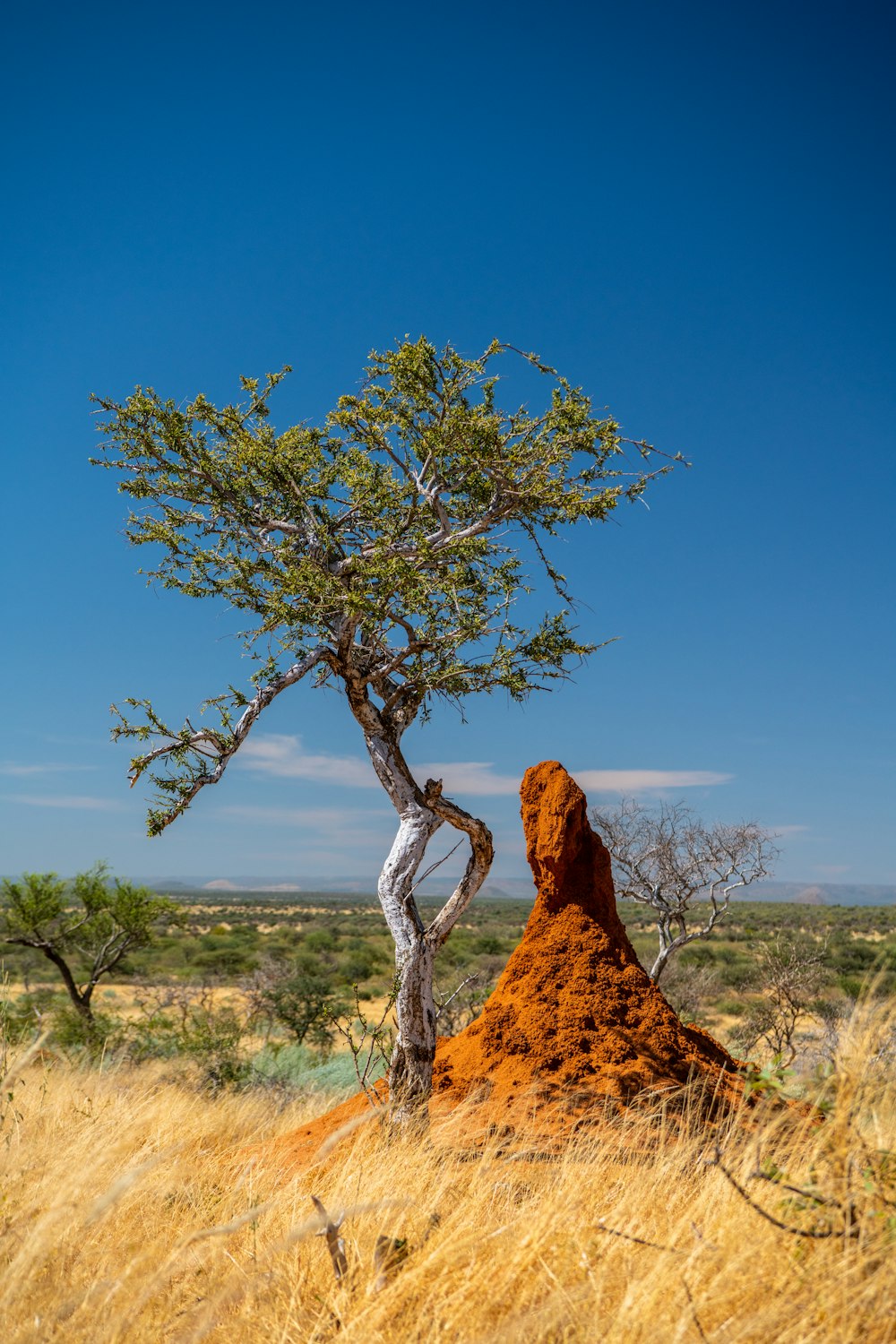 a tree that is standing in the grass