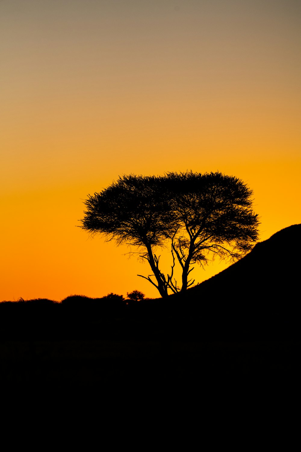 a lone giraffe standing in front of a tree at sunset