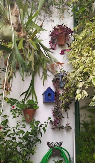 A vibrant outdoor wall adorned with several potted plants and a small blue birdhouse. The plants are lush and varied, including different shades of green, with some purple foliage. A garden hose is coiled neatly at the bottom, adding to the gardening theme.