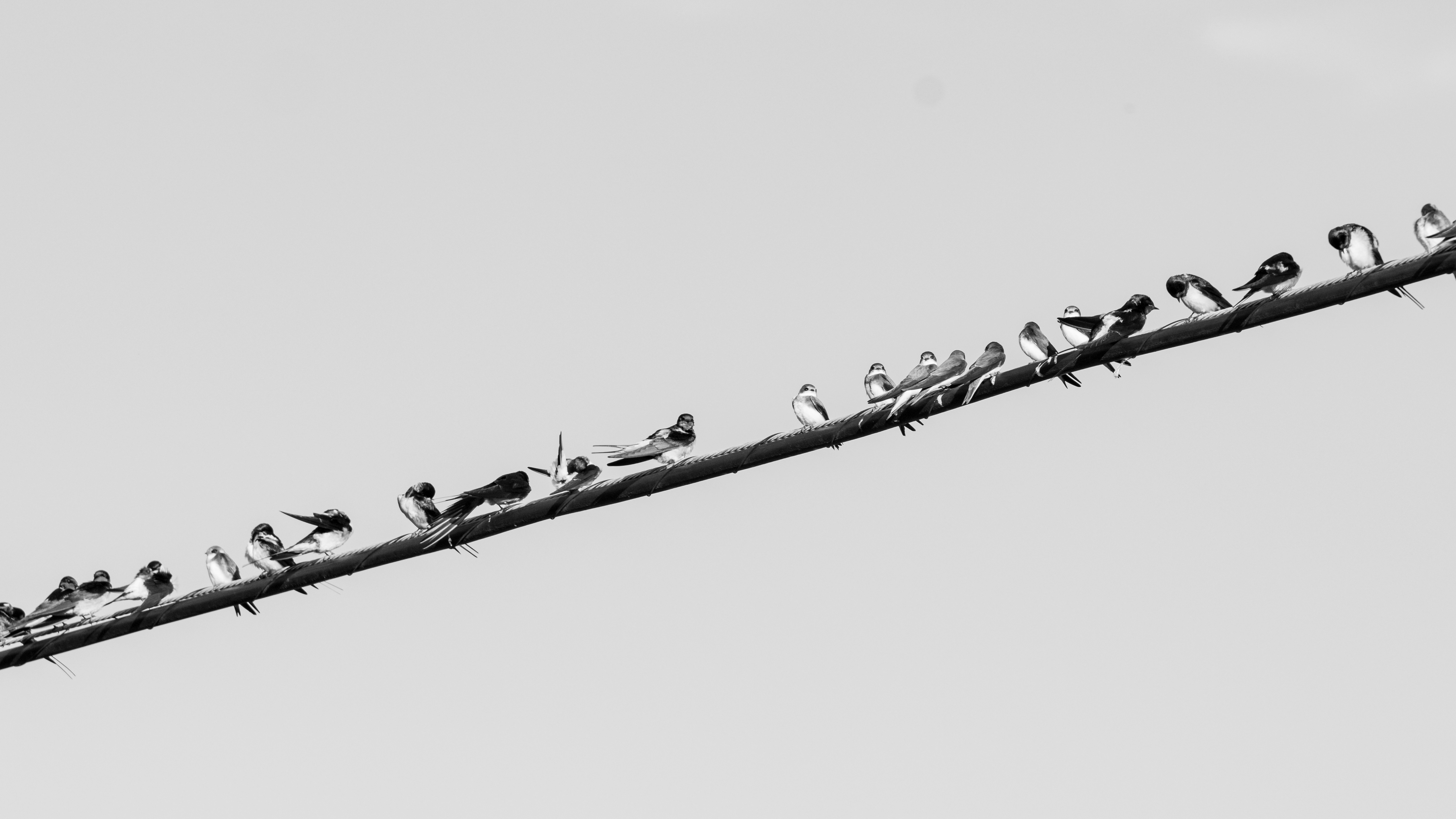 wildlife photography in Spain