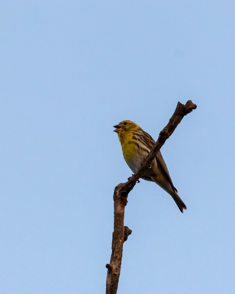 Ein kleiner gelber Vogel, der auf einem Ast sitzt