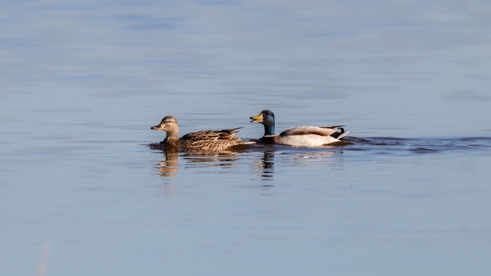 a couple of ducks floating on top of a lake