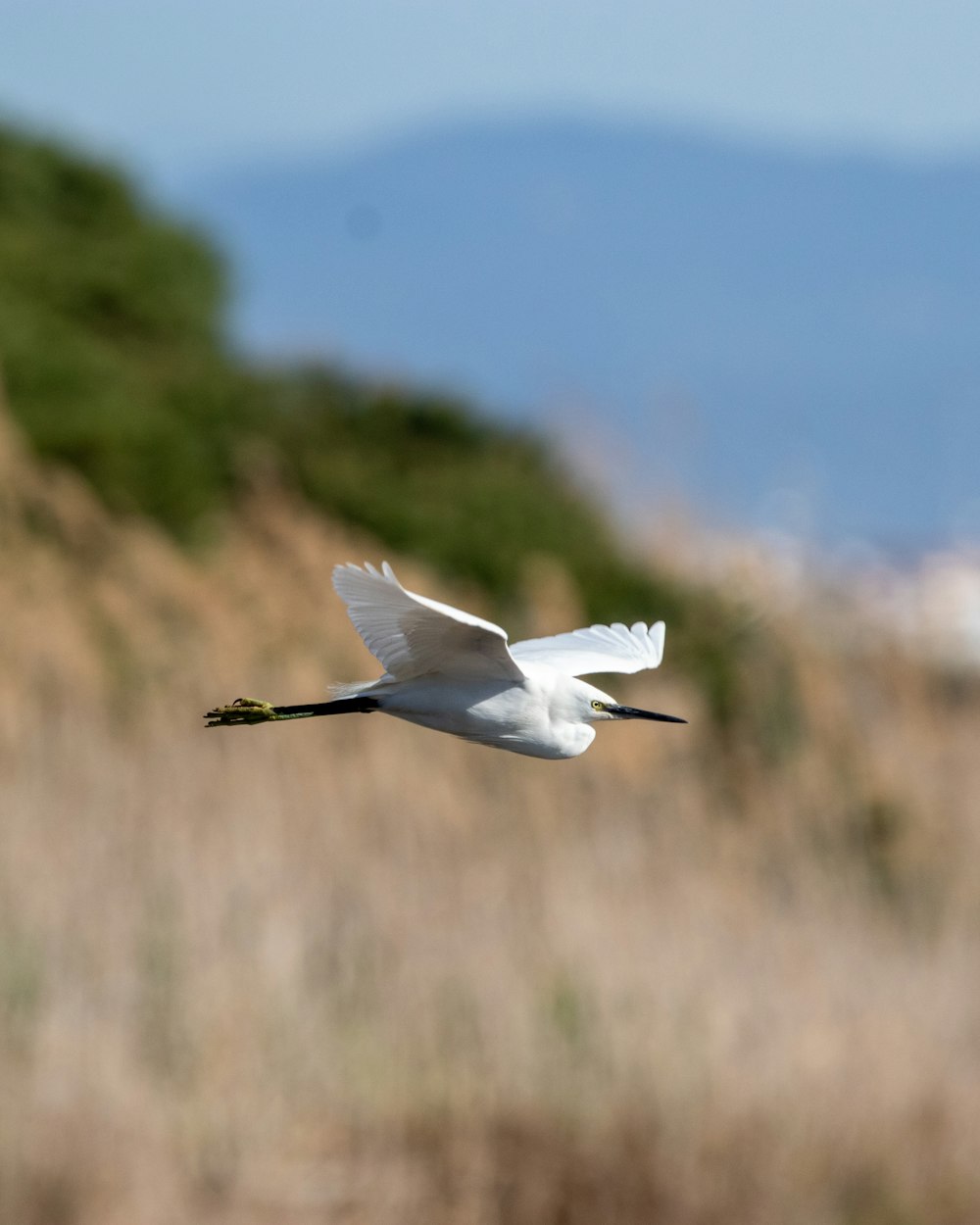 a white bird flying over a dry grass covered field
