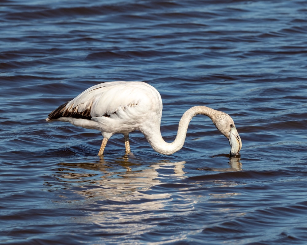 a large white bird with a long neck standing in the water