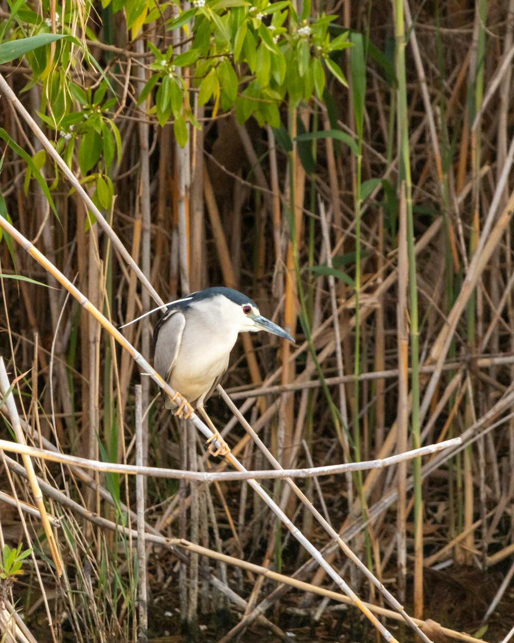 a bird sitting on a branch in a swamp