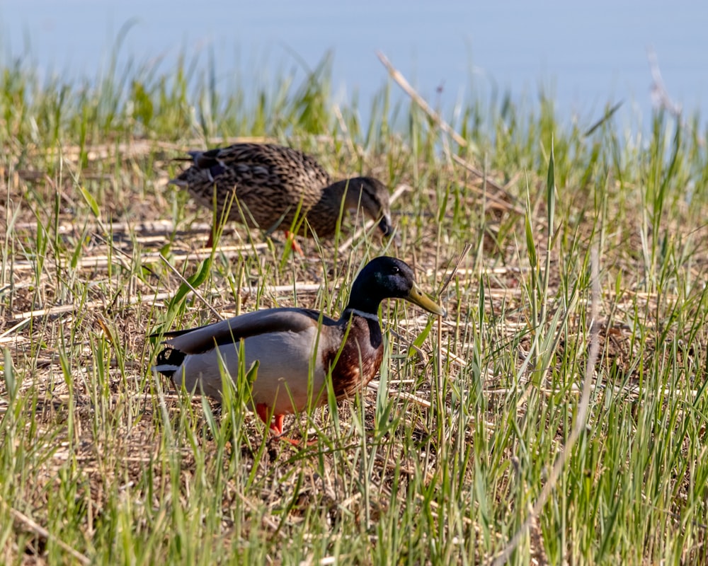 a couple of ducks standing on top of a grass covered field