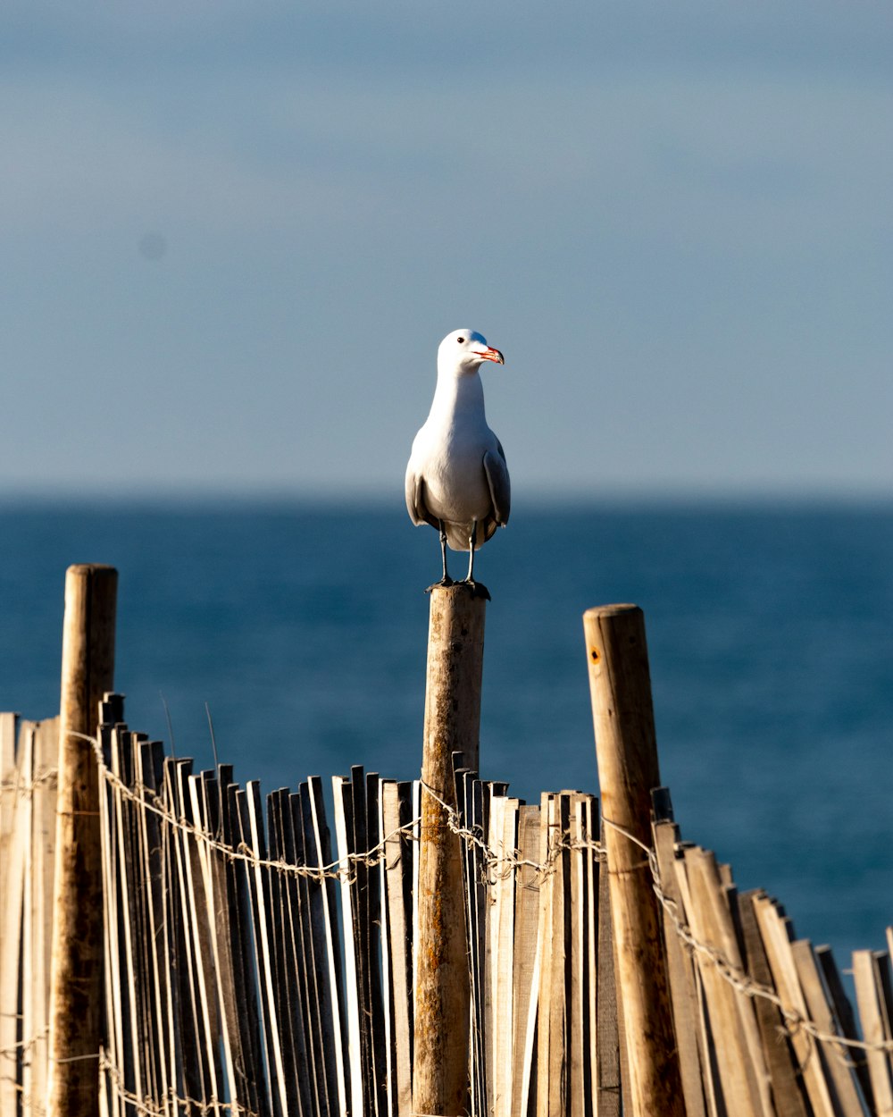 a seagull sitting on a wooden fence by the ocean