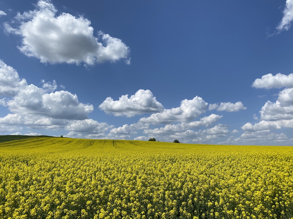 a field full of yellow flowers under a blue sky