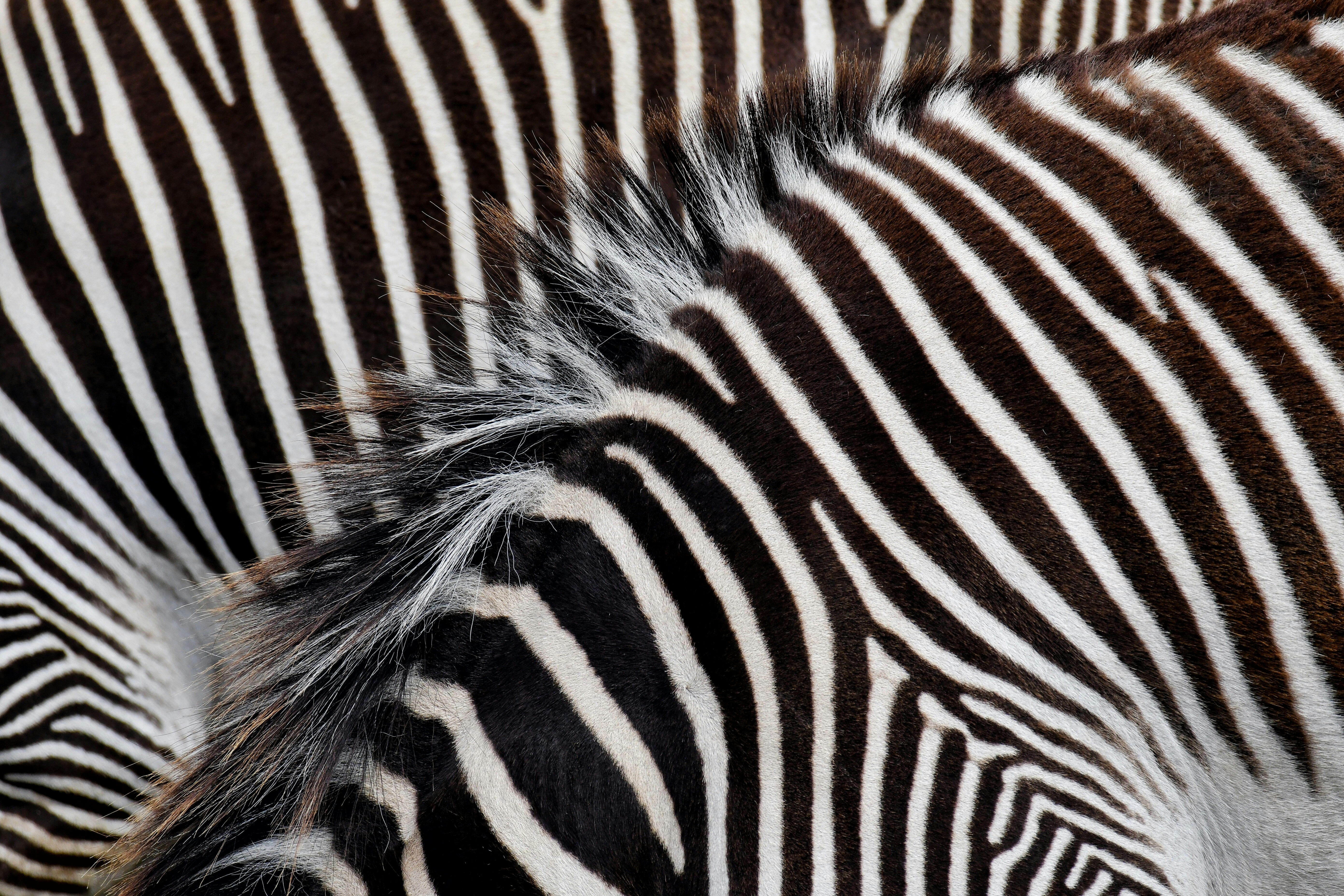 a group of zebras standing next to each other