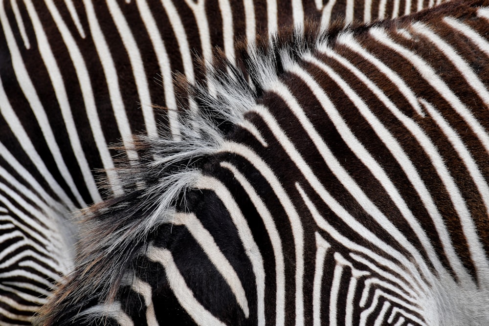 a group of zebras standing next to each other