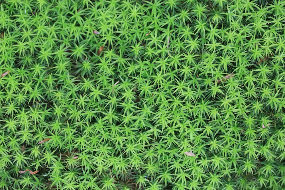 a close up view of a green plant