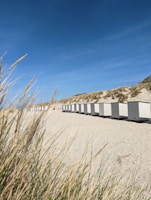 A sandy beach stretches out with a line of white, rectangular beach cabins. Tall grasses sway in the breeze in the foreground, while dunes rise in the background under a vast, clear blue sky.