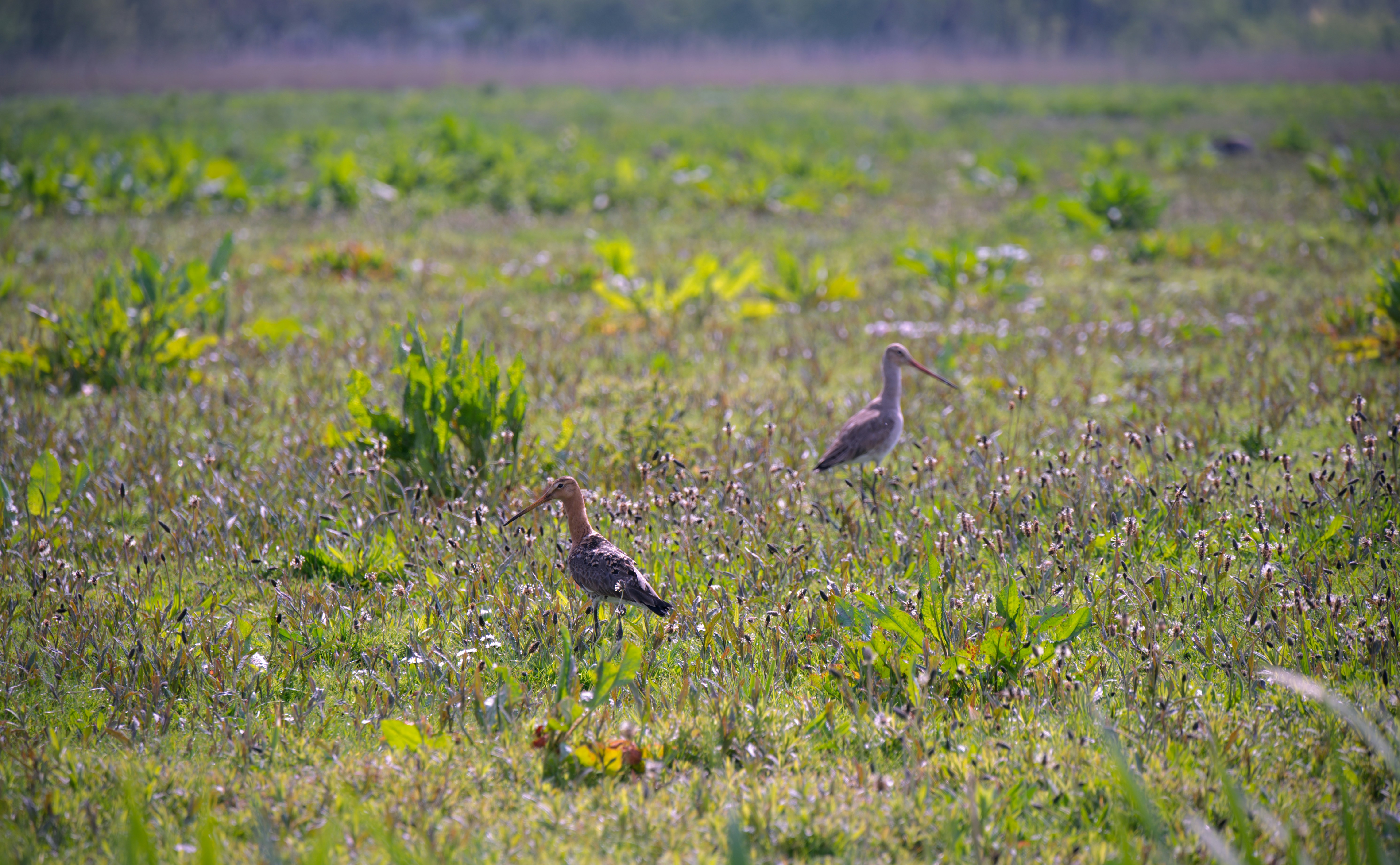 Photo by job_vermeulen