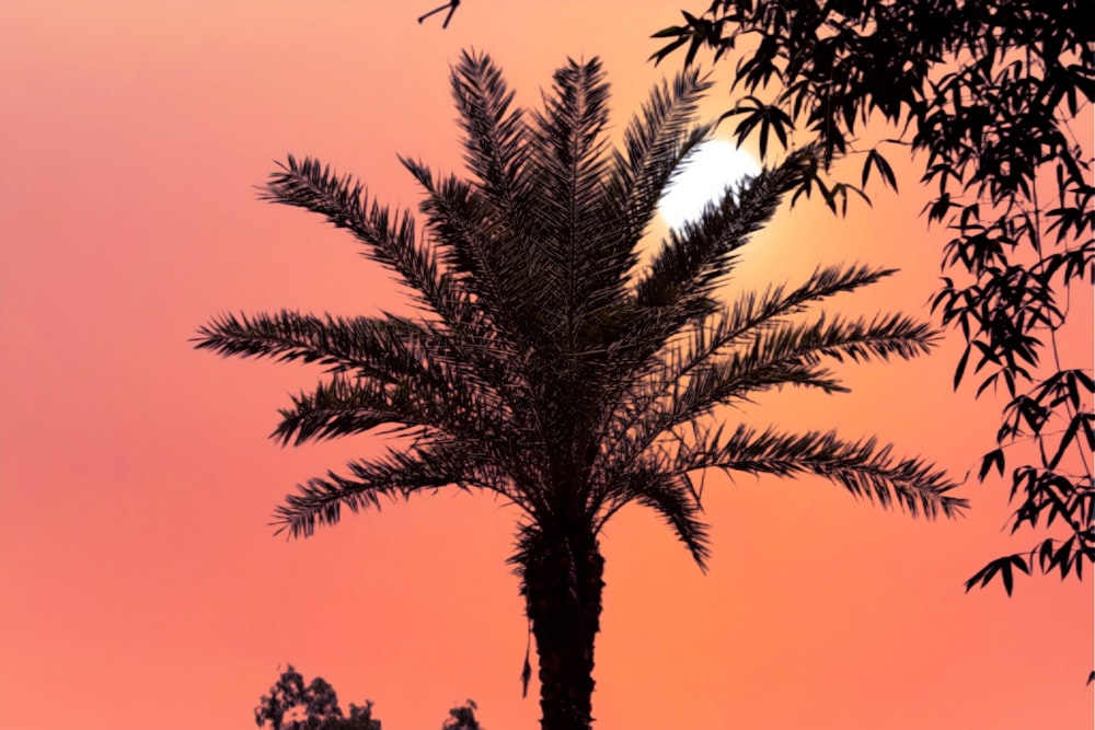 Die Sonne geht hinter einer Palme unter