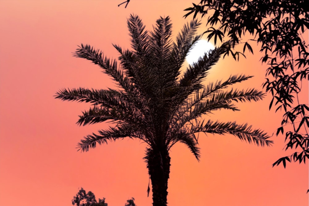 the sun is setting behind a palm tree