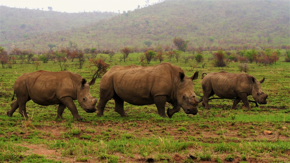a couple of rhinos are walking in a field