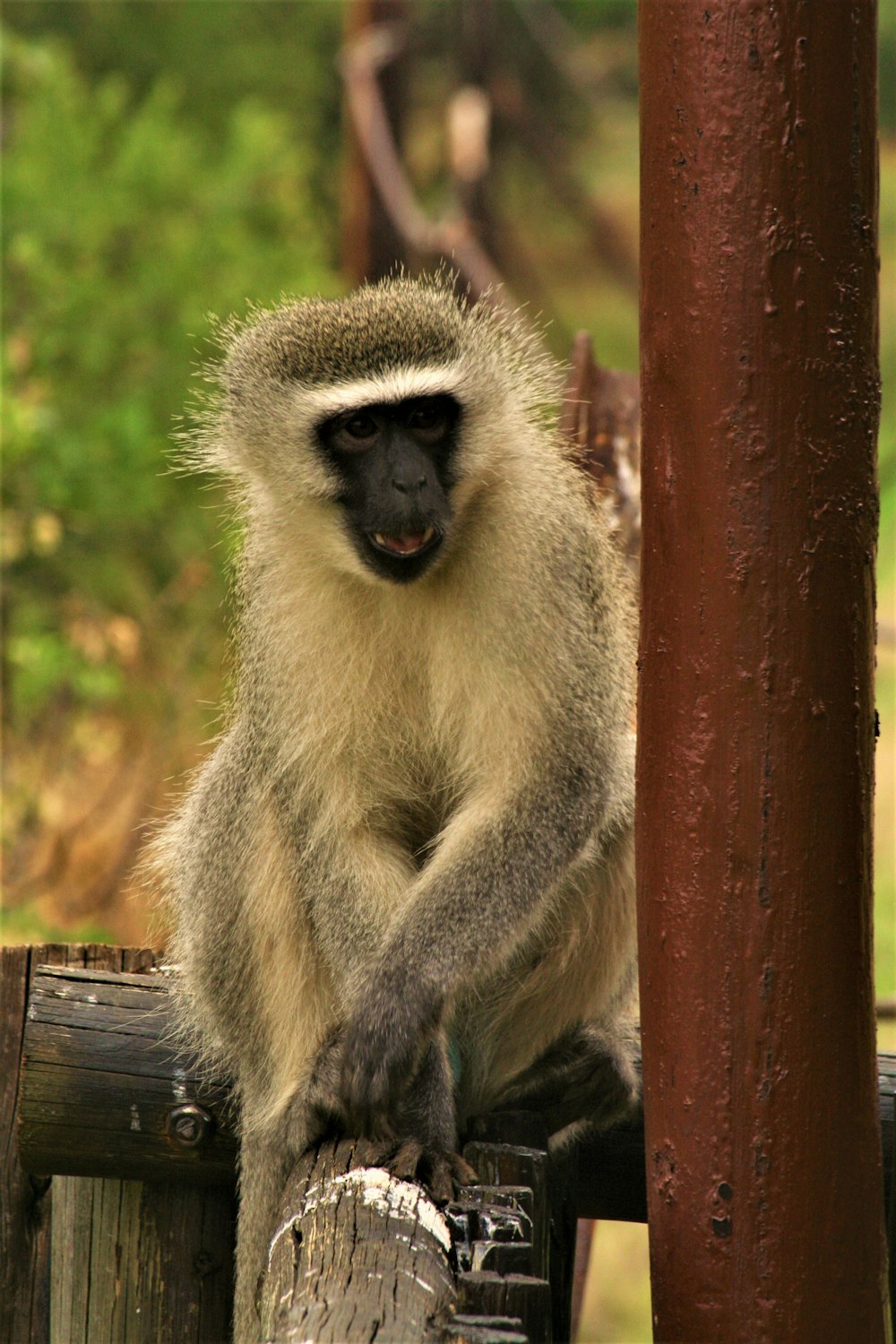 a monkey is sitting on a wooden post