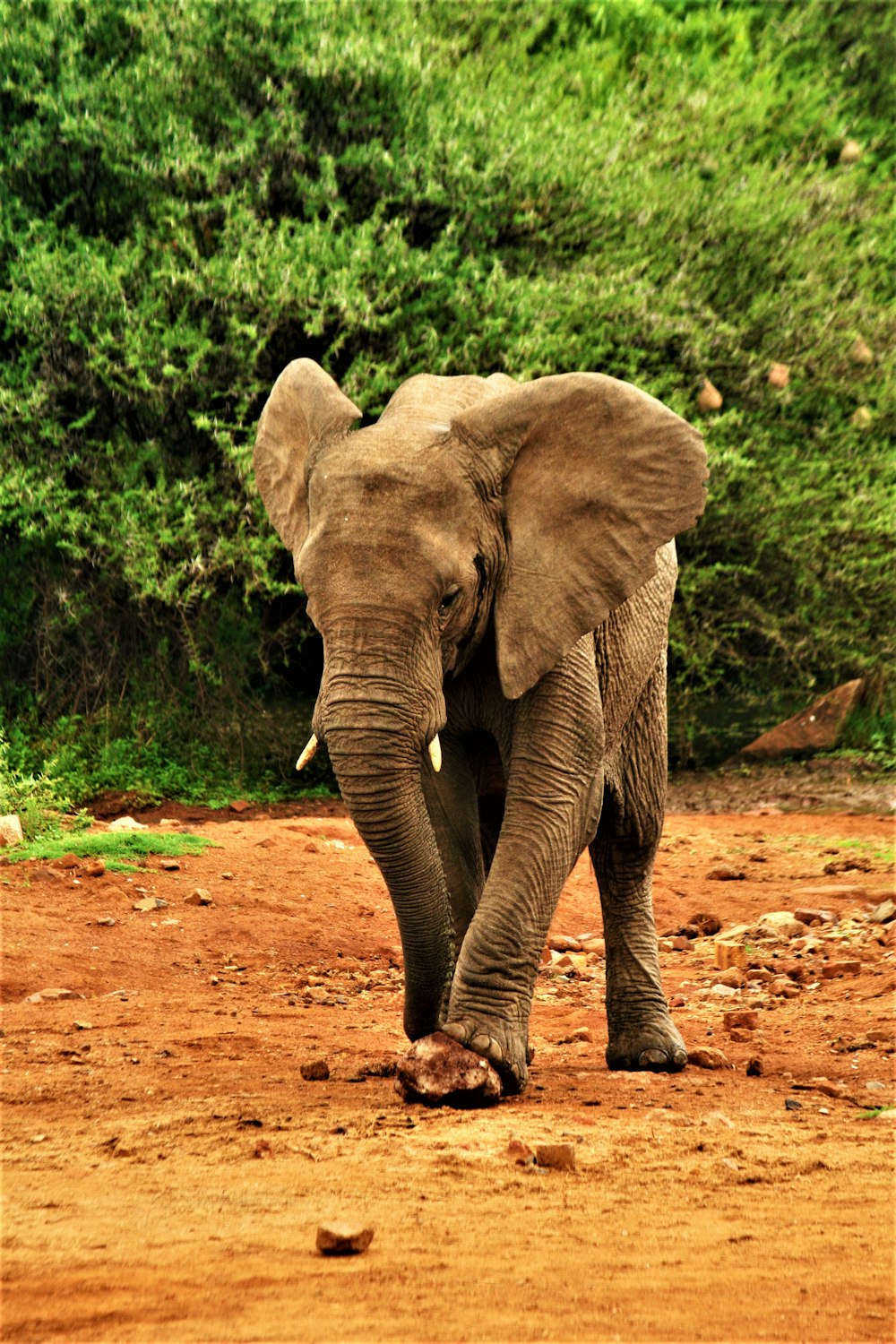 an elephant walking across a dirt field with trees in the background
