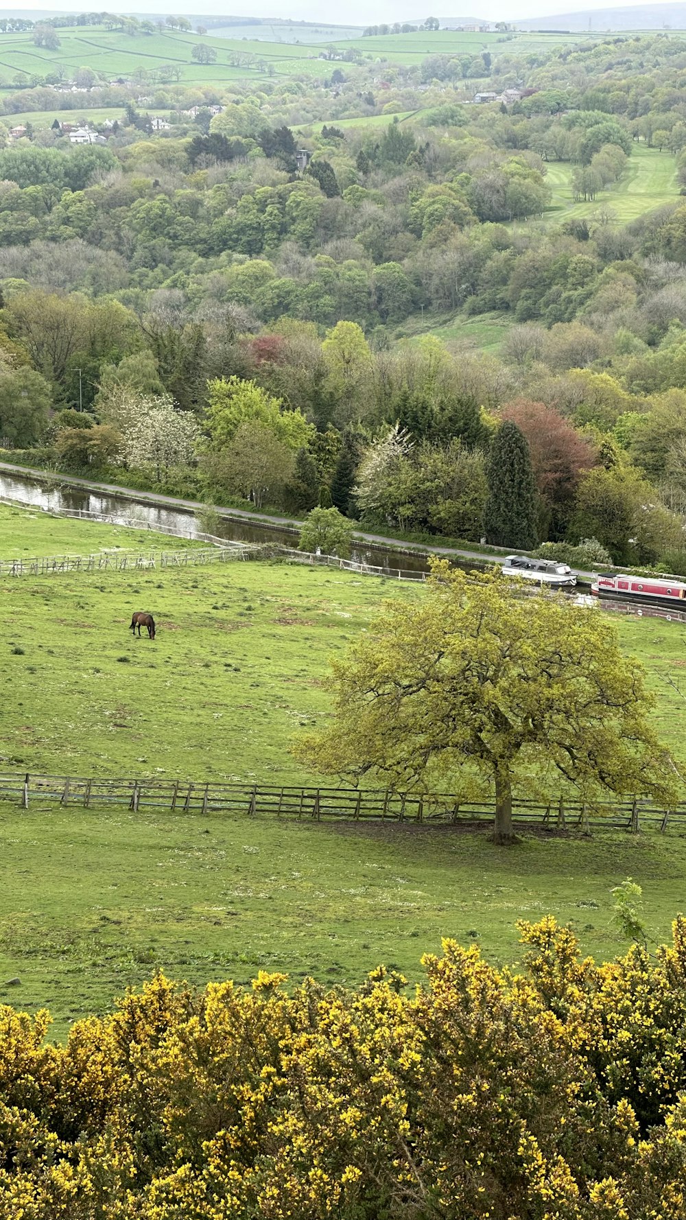 a horse grazes in a green pasture surrounded by trees