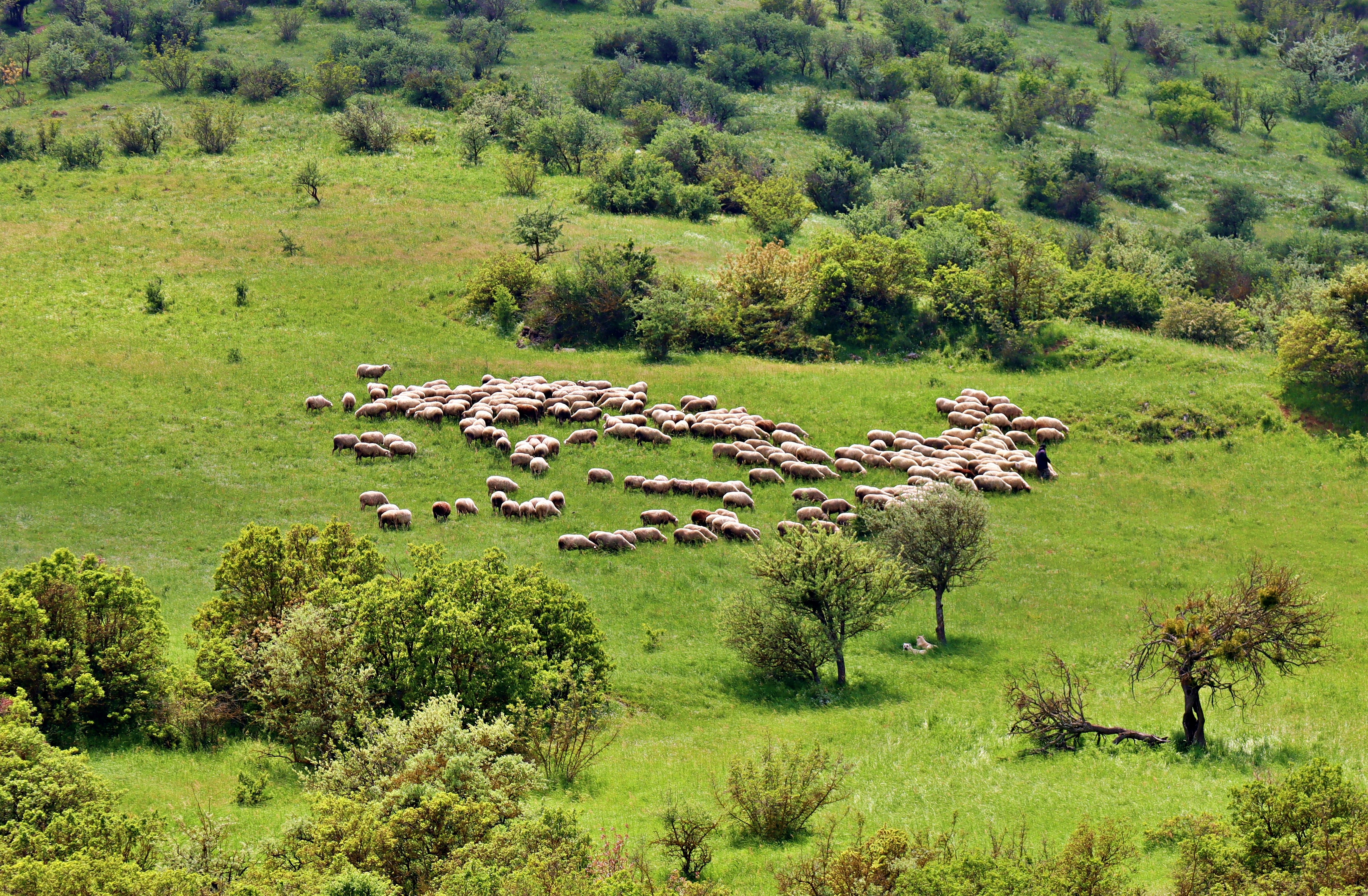 a herd of sheep grazing on a lush green hillside