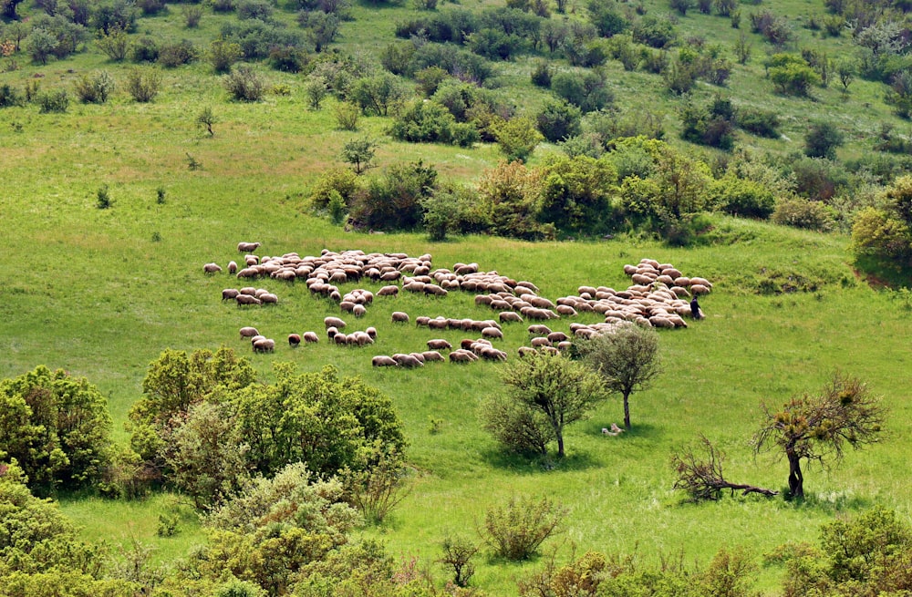 a herd of sheep grazing on a lush green hillside