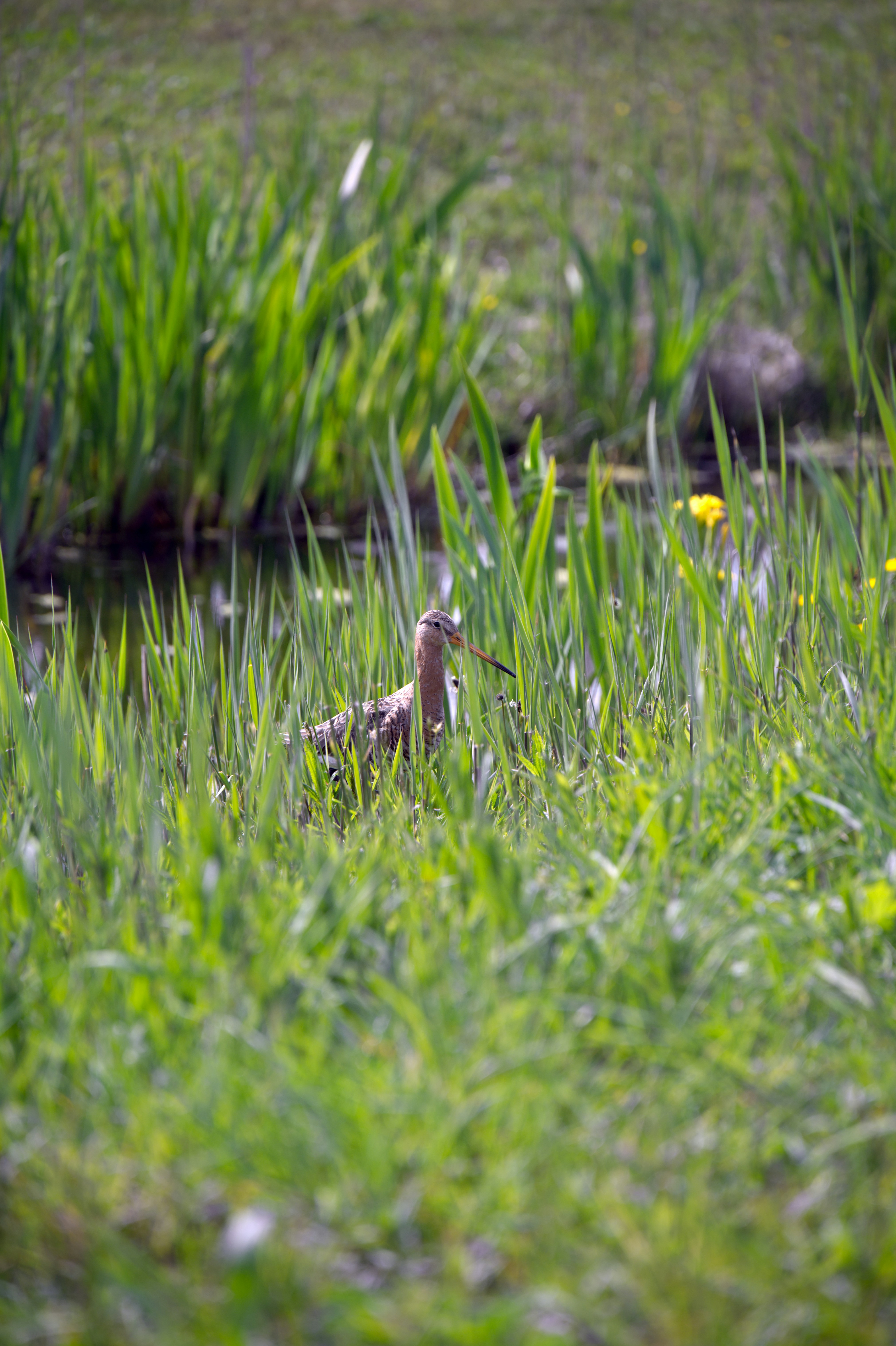 Photo by job_vermeulen