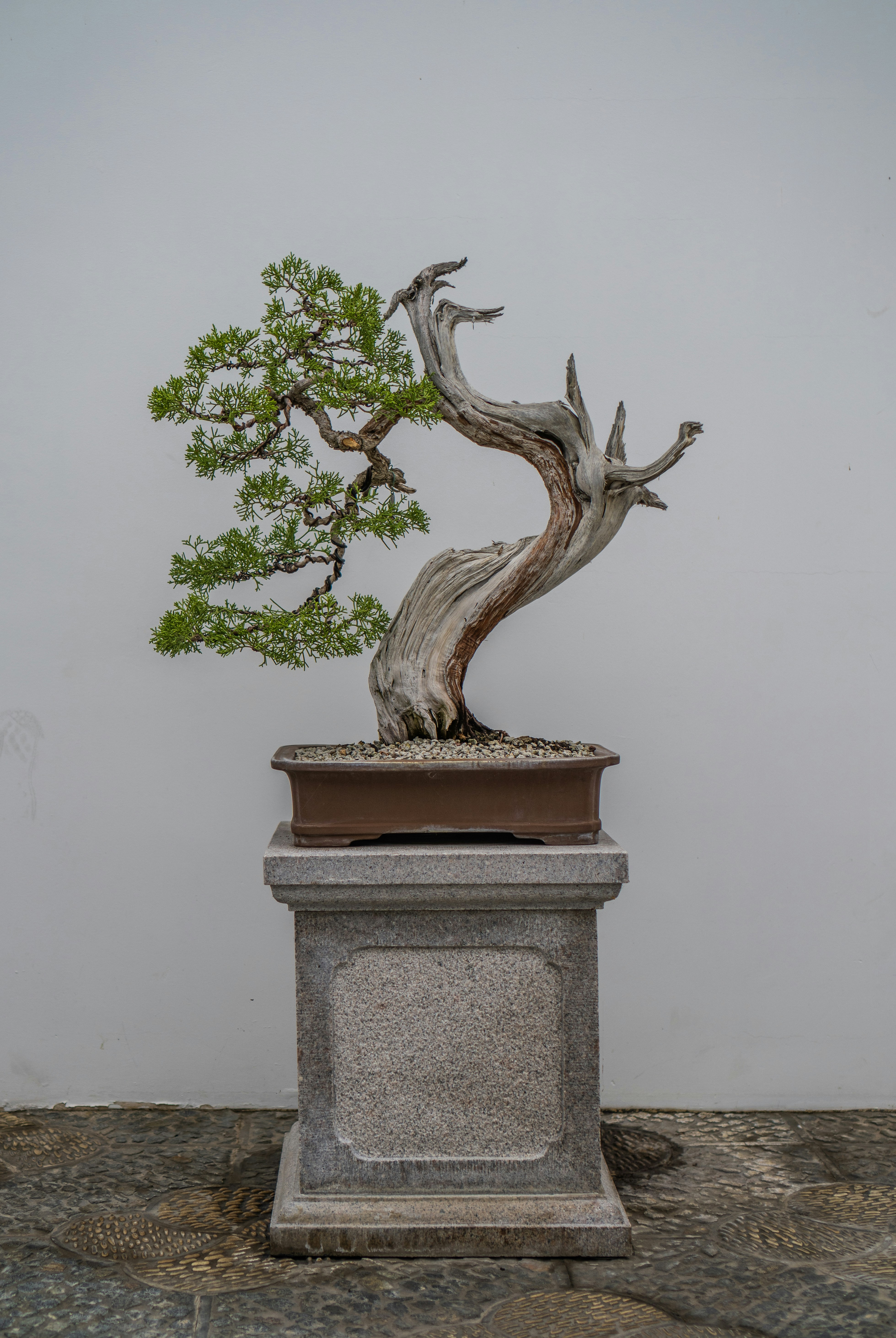 鉢植えのプランターの盆栽